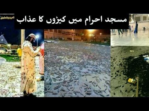 mecca cockroaches|Mecca’s Grand Mosque plagued by swarm of locusts.
